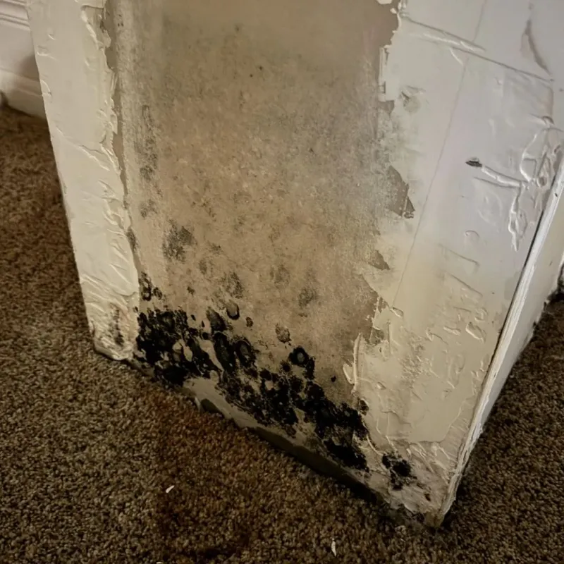 Professional Mold Removal in Gassville, AR
